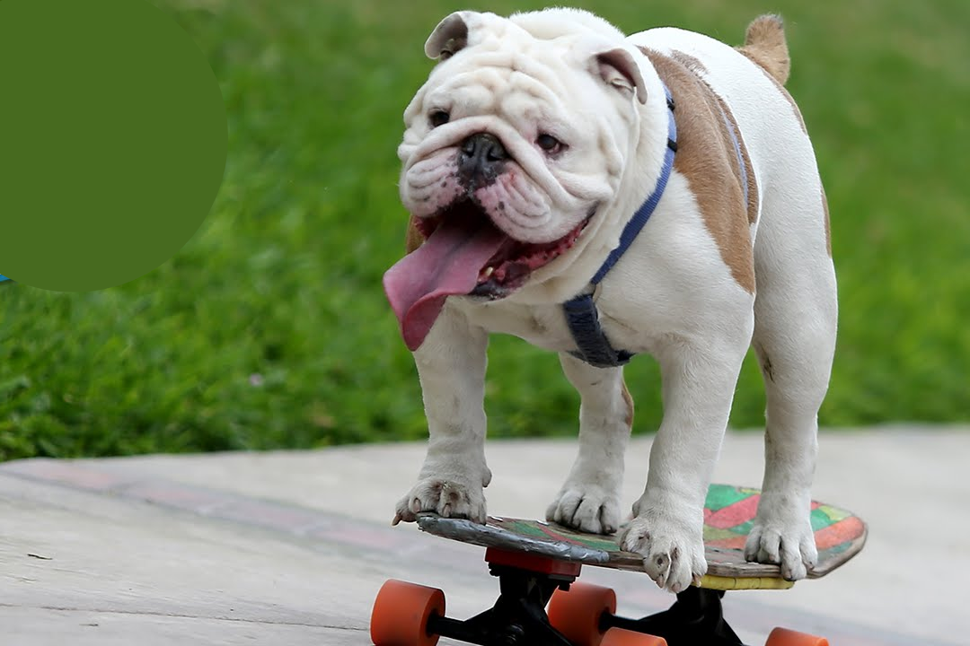 Why Do Bulldogs Skateboard 