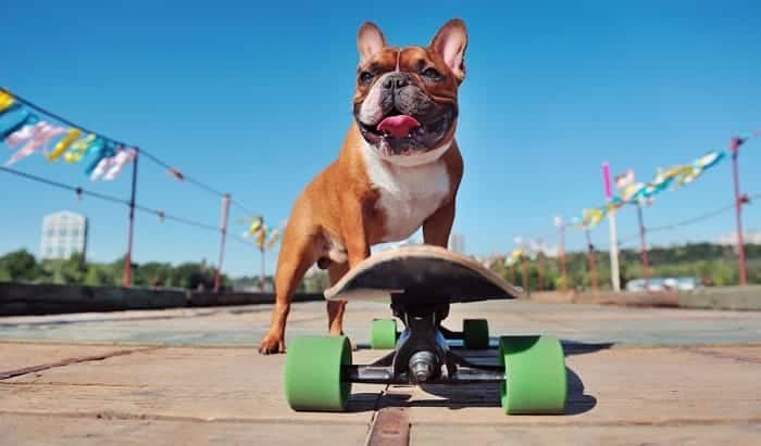 Bulldogs Skateboard